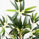 3' Multi Bambusa Bamboo Silk Tree