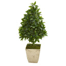34” Sweet Bay Cone Topiary Artificial Tree in Country White Planter