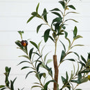 3.5’ Artificial Olive Tree with Sparse Design