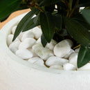3.5’ Olive Cone Topiary Artificial Tree in White Planter (Indoor/Outdoor)