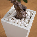 3.5’ Olive Tree in White Tower Planter