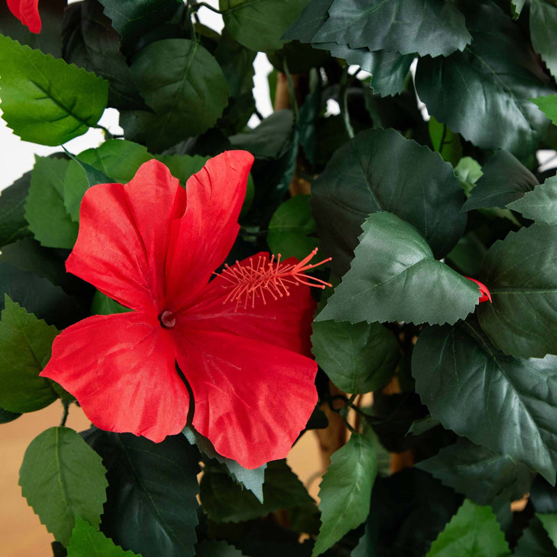 4’ Hibiscus Tree