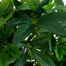 4.5’ Money Artificial Tree in White Oval Planter (Real Touch