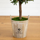 5’ Olive Tree in Farmhouse Planter