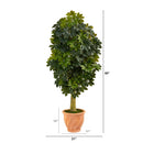 5' Schefflera Artificial Tree in Terra-Cotta Planter (Real Touch)
