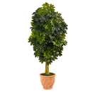 5' Schefflera Artificial Tree in Terra-Cotta Planter (Real Touch)