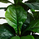 54” Fiddle Leaf Artificial Tree (Real Touch)