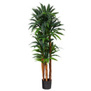 5.5’ Dracaena Artificial Tree with Natural Cane Trunk