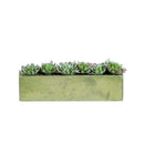 5.5” Succulent Garden with Textured Concrete Planter