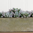 5.5” Succulent Garden with Textured Concrete Planter