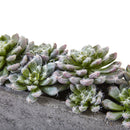 5.5” Succulent Garden w/Textured Concrete Planter