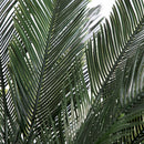 6’ Cycas Artificial Tree UV Resistant (Indoor/Outdoor)