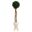 6’ English Ivy Single Ball Artificial Topiary Tree in White Planter with Stand (Indoor/Outdoor)