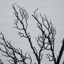 6’ Pre-Lit Halloween Minimalist Twig Artificial Fall Tree with 320 Orange & Purple LED Lights