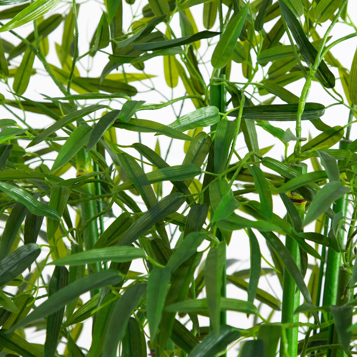 その他 bamboo Angel Mist Bamboo — Oahu Bamboo Nursery | Bamboo For Sale | Oahu