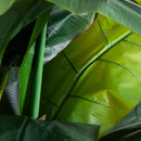 7' Giant Triple Stalk Banana Tree UV Resistant (Indoor/Outdoor)