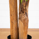 7' Giant Triple Stalk Banana Tree UV Resistant (Indoor/Outdoor)