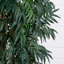 7.5’ Phoenix Palm Tree