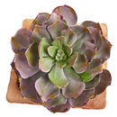 9” Succulent Artificial Plant in Terra Cotta Planter (Set of 2)