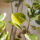 Artificial Silk Bauhinia Tree In Pot