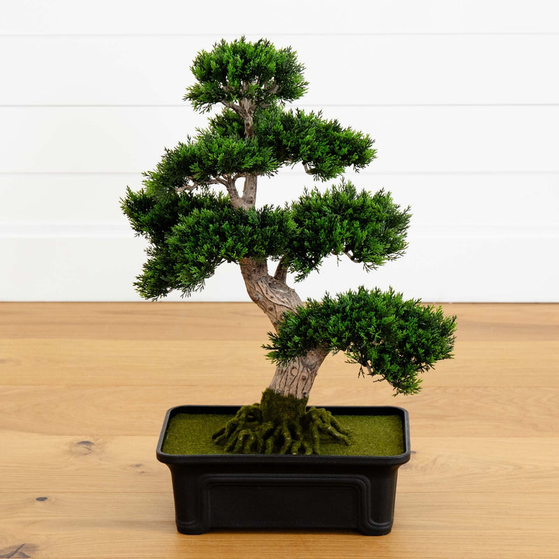 Cedar Bonsai 24
