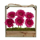 Gerber Daisy Garden in Hanging Frame