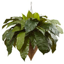 bird's nest fern hanging basket Giant Bird's Nest Fern with Cone Hanging Basket