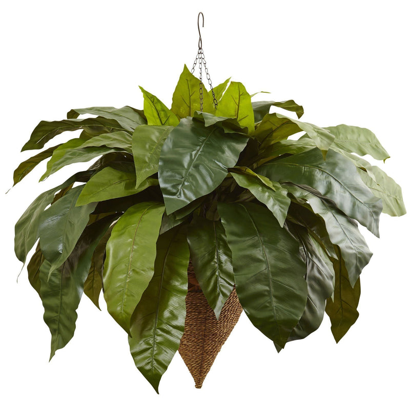 birds nest fern hanging basket Giant Bird's Nest Fern with Cone Hanging Basket