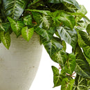 Nephthytis in White Planter