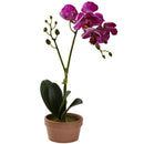 Phalaenopsis Orchid w/Clay Vase (Set of 4)