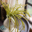 Artificial Plant Green Sarracenia Stem 12" Tall