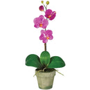 Potted Phalaenopsis (Set of 3)