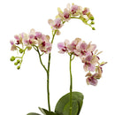 Raspberry Orchid Elegance Arrangement