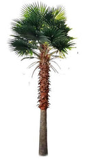 Mexican Fan Palm Artificial Tree 13ft–23ft – UV Resistant (10–12 Week Lead Time)