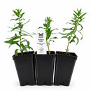 Front Yard Friendly Live Plant Landscape Kit | Prairie Legacy Inc.