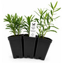Front Yard Friendly Live Plant Landscape Kit | Prairie Legacy Inc.