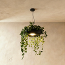 Aula Pendant Light