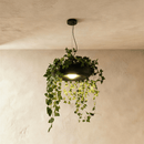 Aula Pendant Light