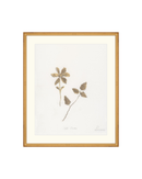 Wild Flowers I