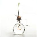 Avocado Seed Starter Hydroponic Vase