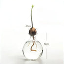 Avocado Seed Starter Hydroponic Vase