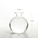 Avocado Seed Starter Hydroponic Vase