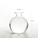 Avocado Seed Starter Hydroponic Vase