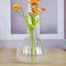 Avocado Seed Starter Hydroponic Vase