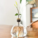 Avocado Seed Starter Hydroponic Vase