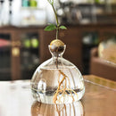 Avocado Seed Starter Hydroponic Vase