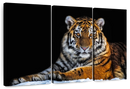 Tiger Snapshot Wall Art