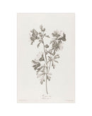Floral Drawing