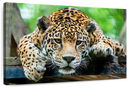 Lazy Leopard Wall Art