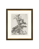 Pine Etchings 2